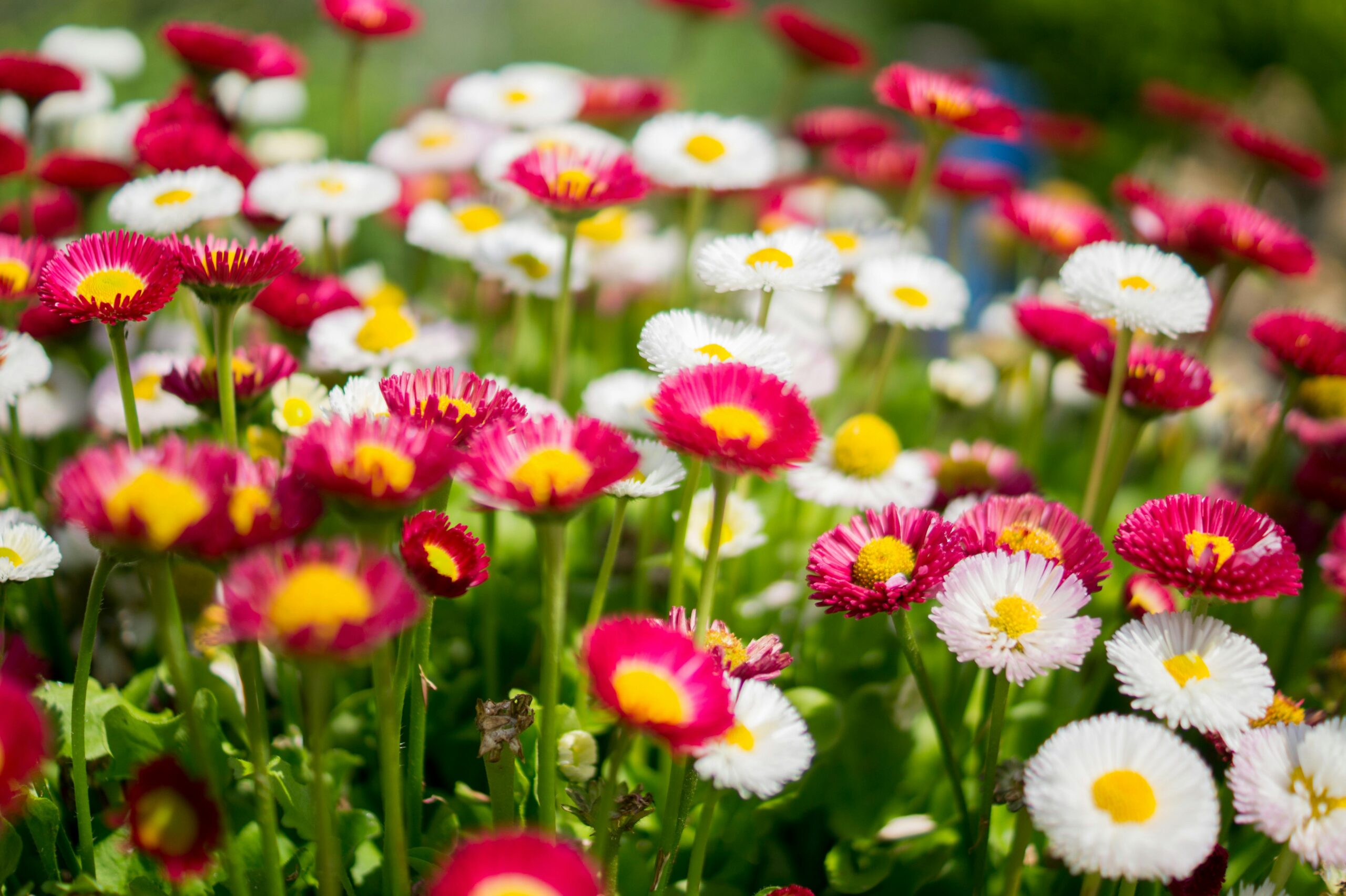 A beautiful garden scene showcasing vibrant Bellis perennis flowers in full bloom with red and white petals.