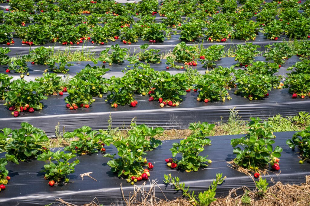 Vibrant strawberry plants growing outdoors in a sunny summer field