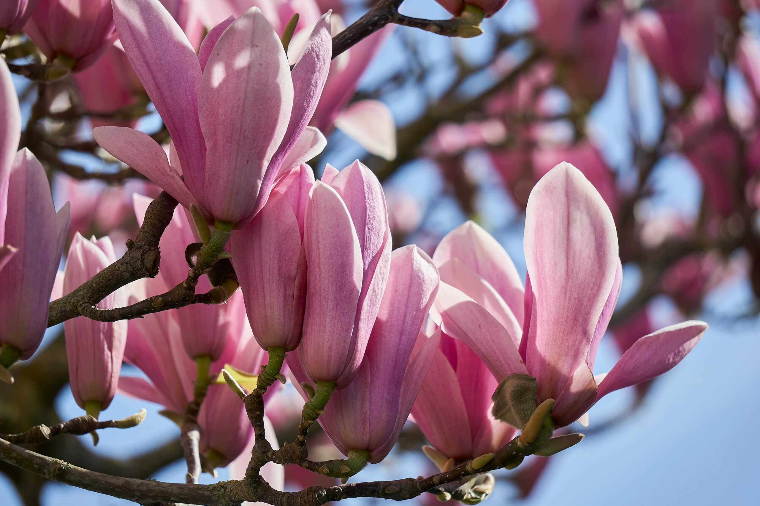magnolia
