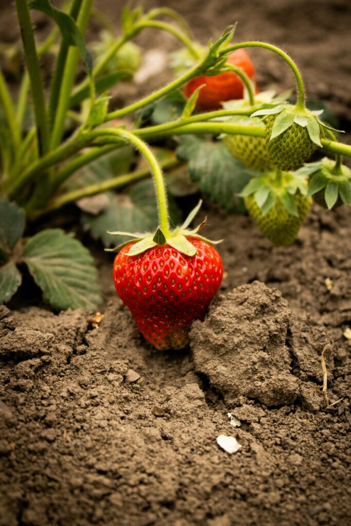 organic-strawberries