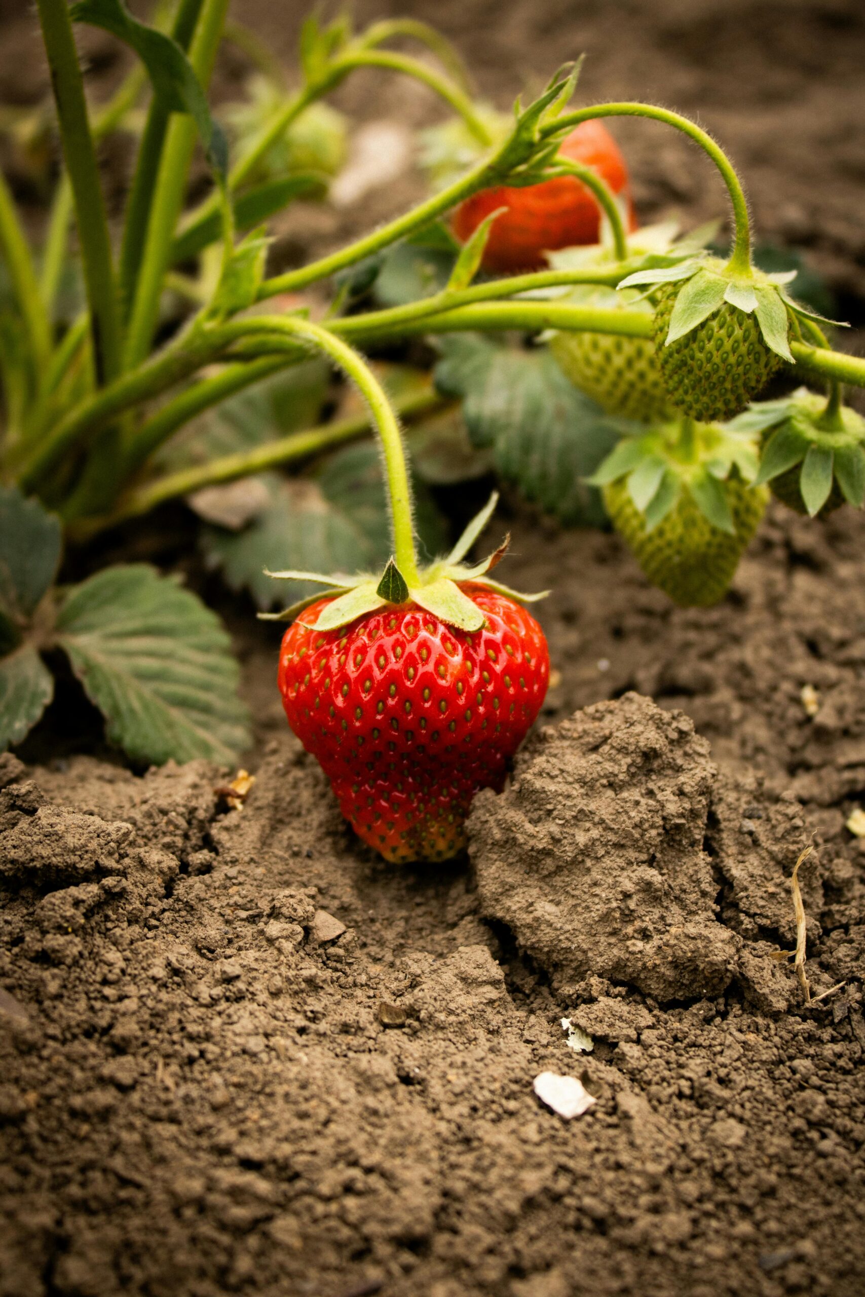 organic-strawberries