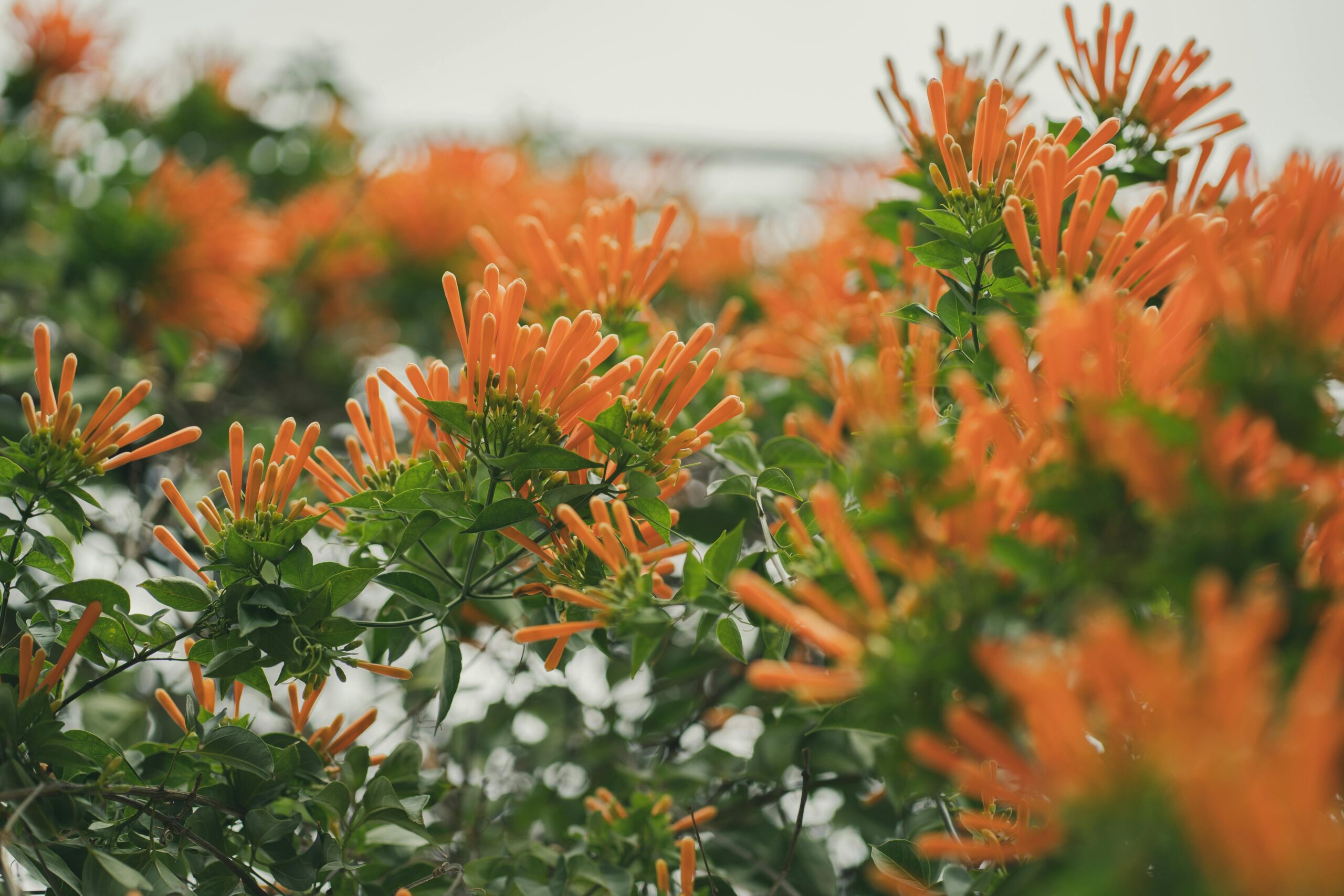 Orange Flowers