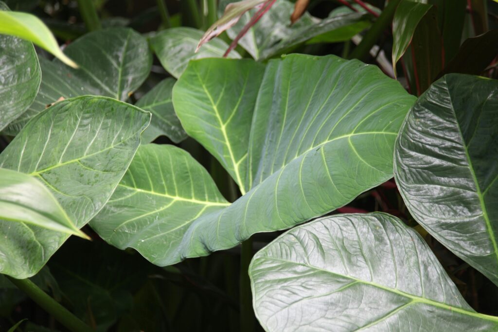 Close-up of vibrant tropical leaves showcasing rich textures and patterns.