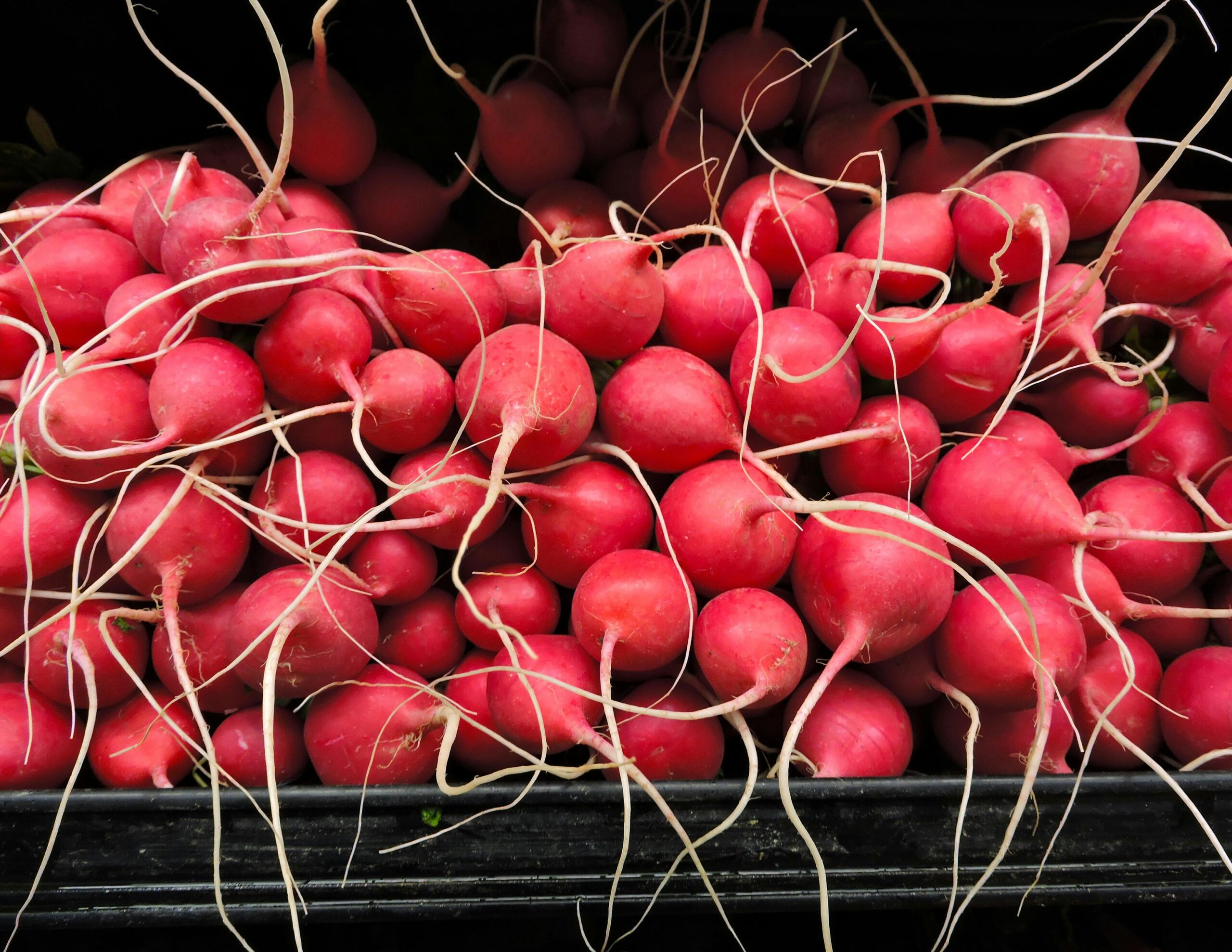 Radish Sprouts