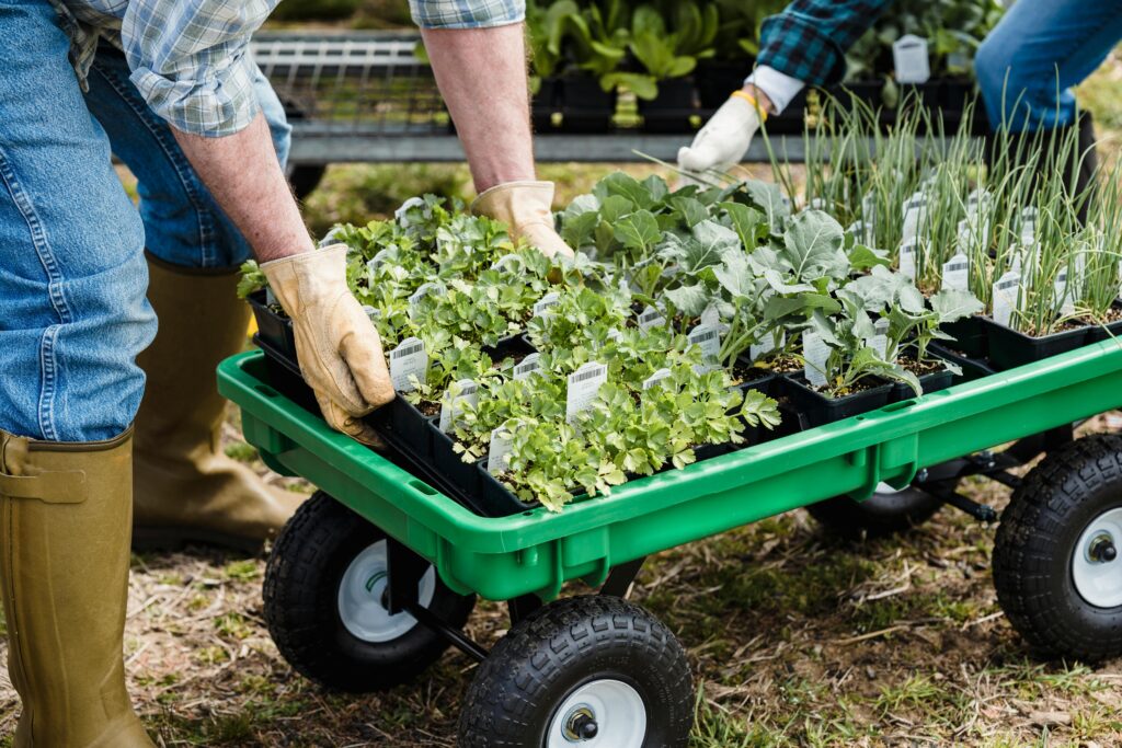Gardener moving seedlings in a wheelbarrow in preparation for planting.