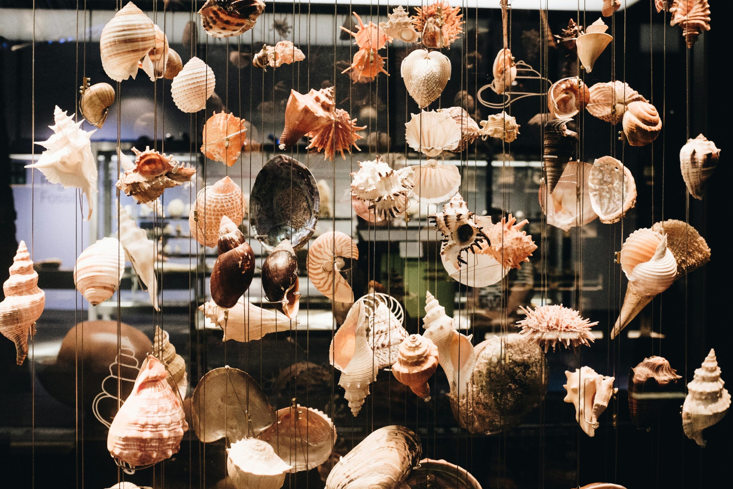 A collection of various seashells artistically displayed in a museum exhibit.