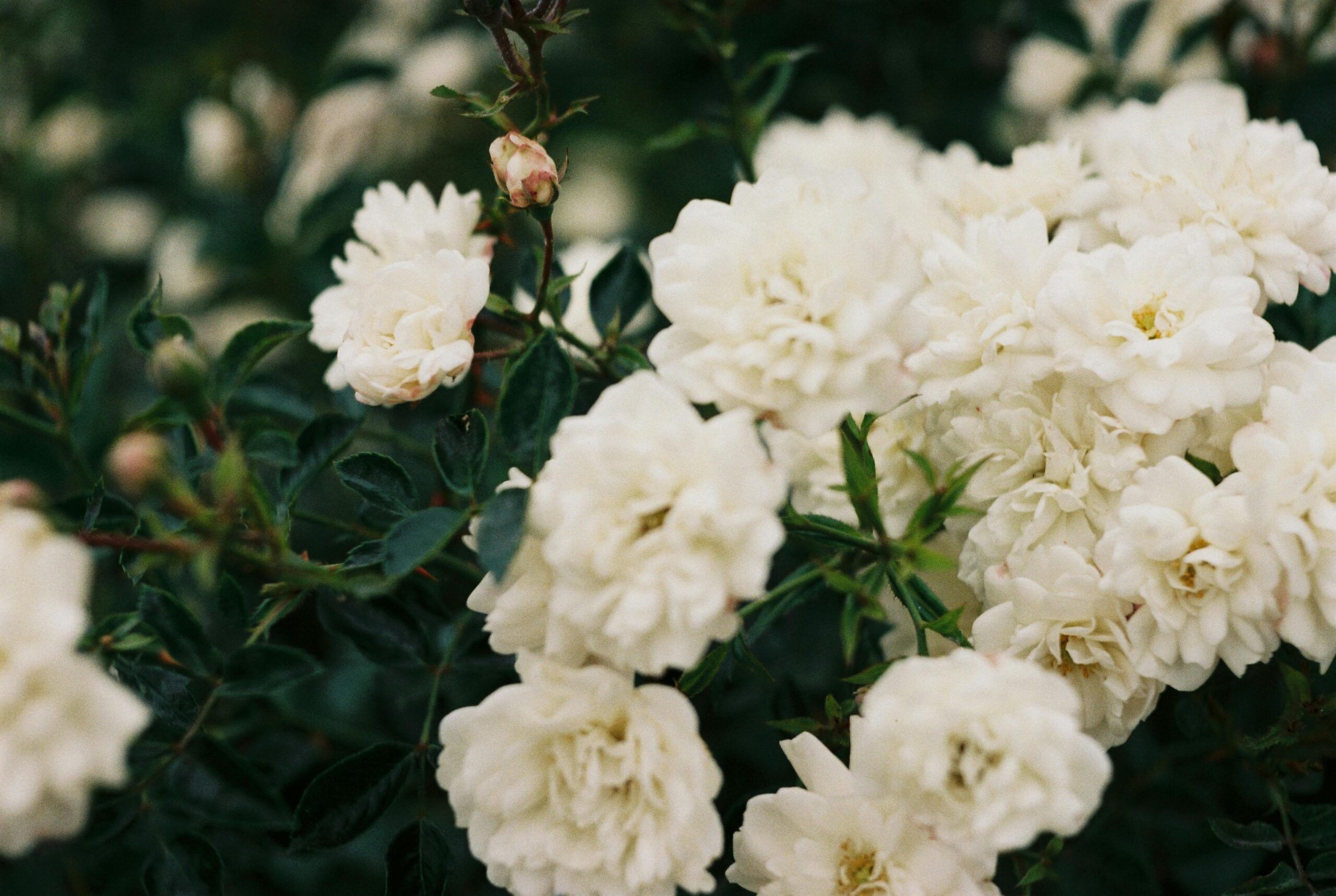 Close-up of blooming white gardenia flowers in a lush garden setting, highlighting natural beauty.