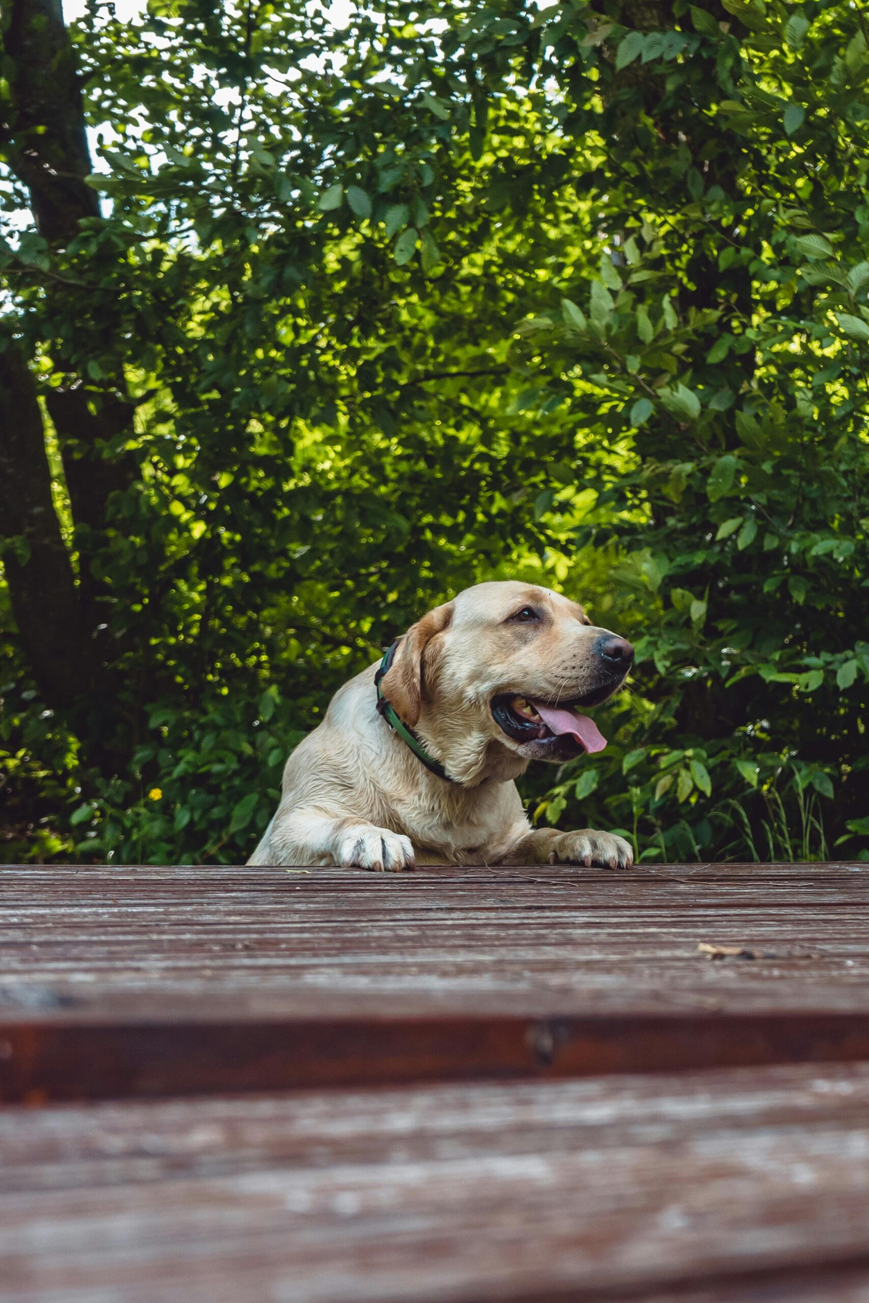 Labrador Retriever dog enjoying a sunny day outdoors on a wooden deck.