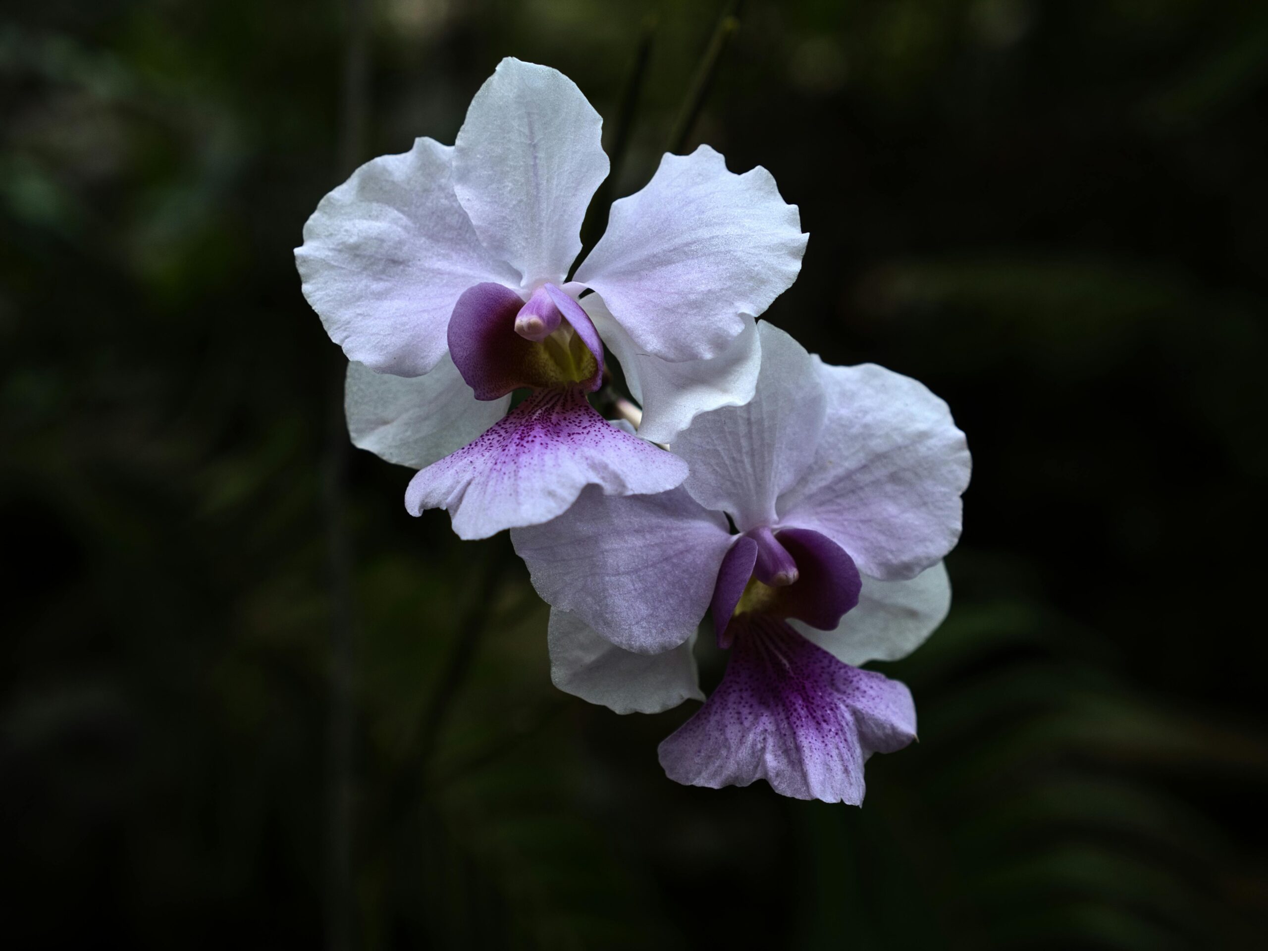 Stunning close-up of purple and white orchids against a dark background.