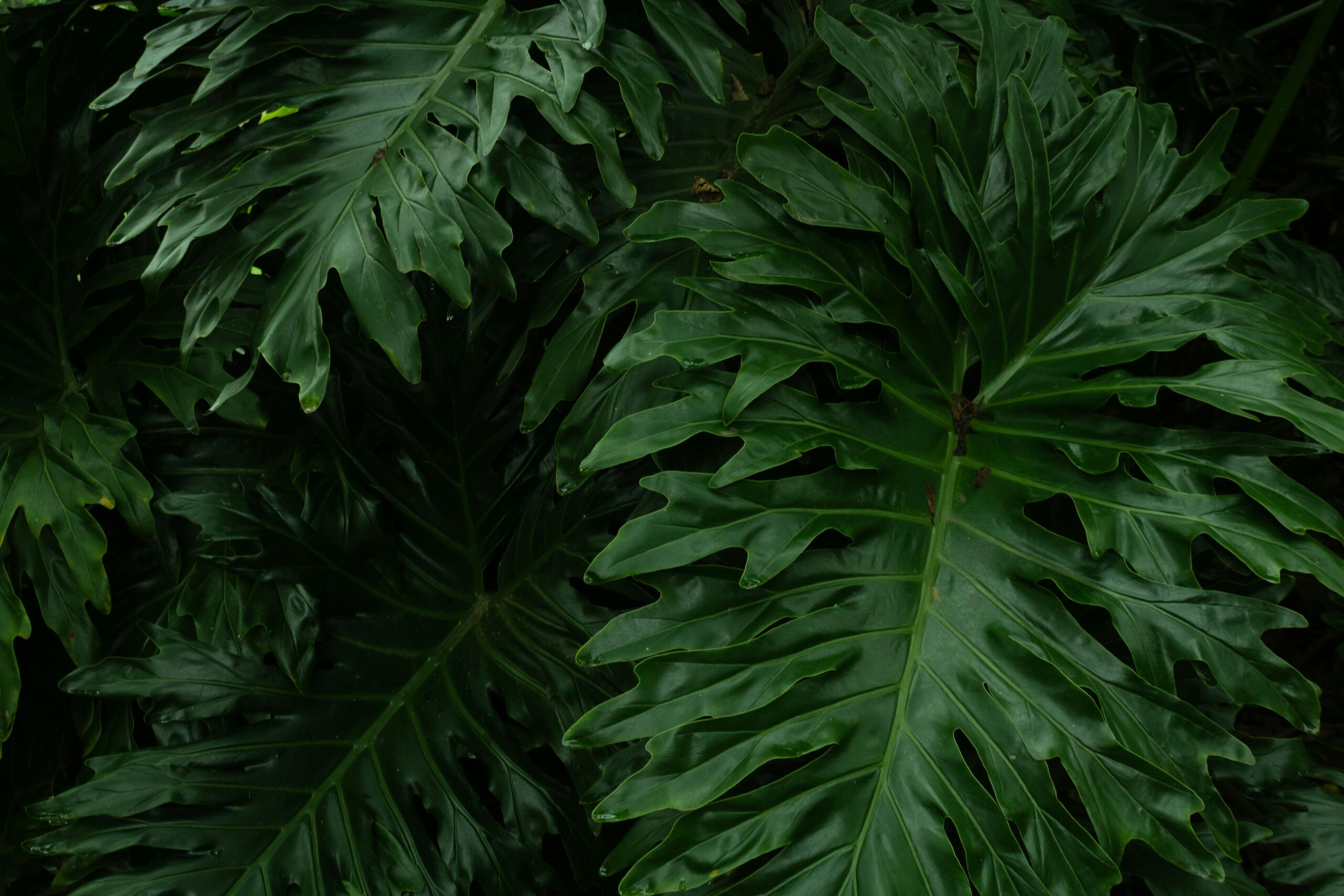 philodendron