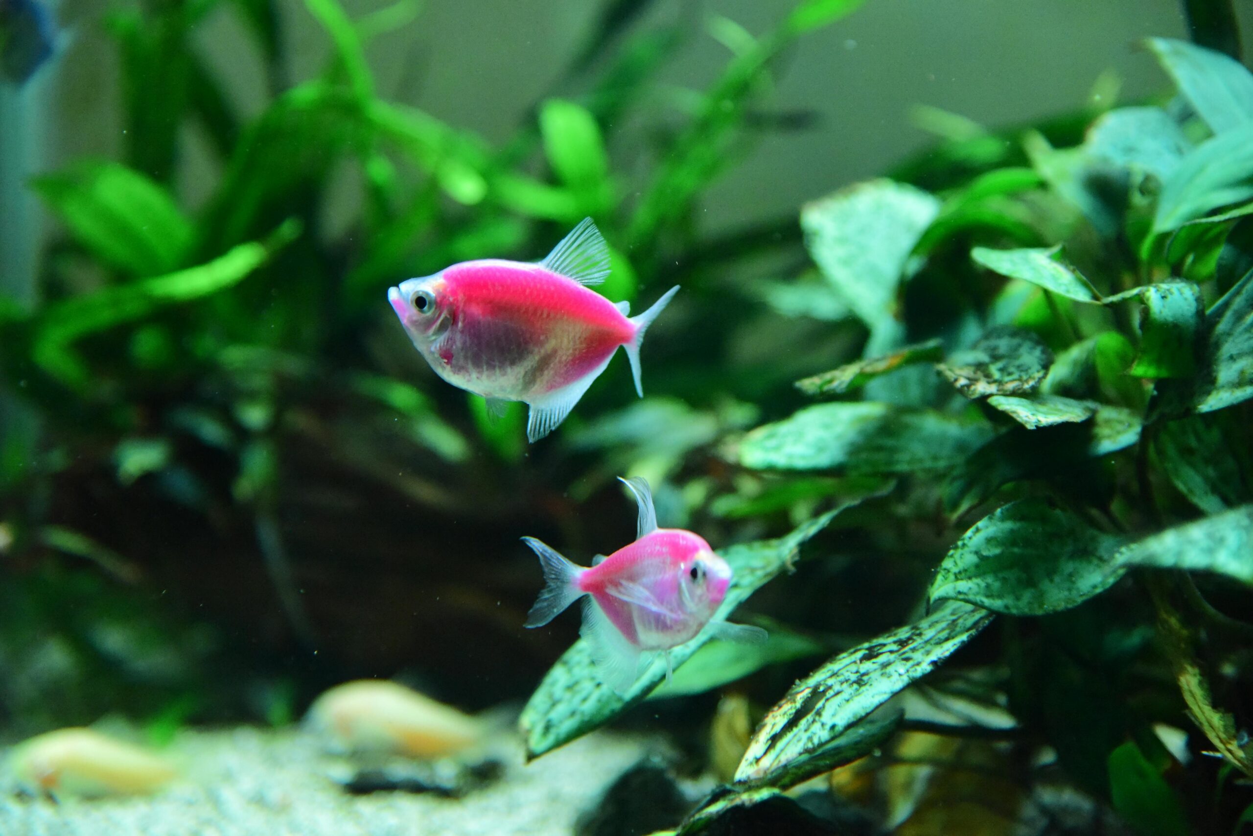Two vivid pink fish gracefully swimming in a lush, plant-filled freshwater aquarium.