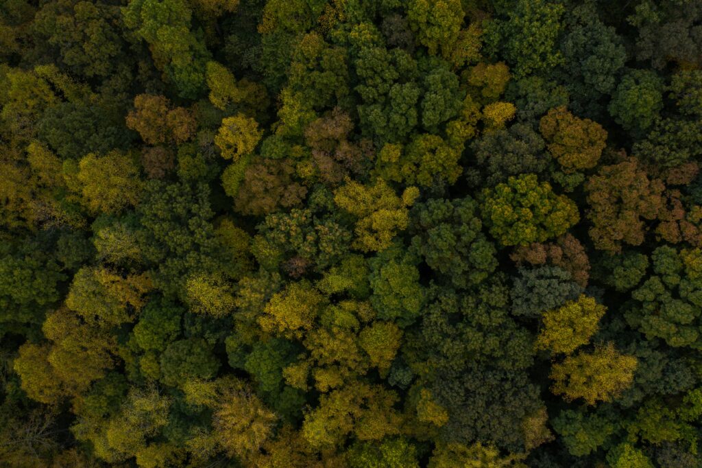 Lewis Center Ohio Champion Trees