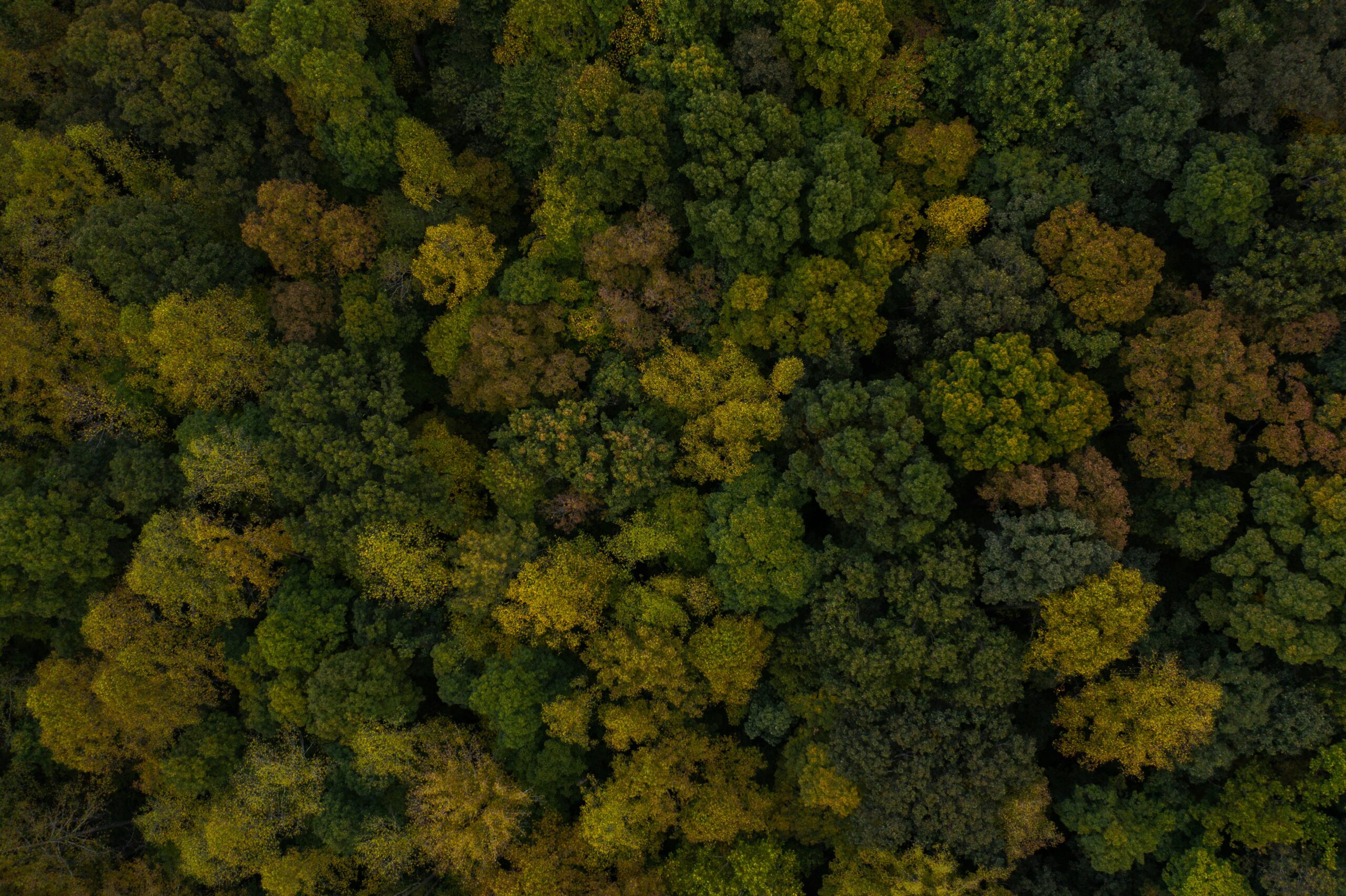 Lewis Center Ohio Champion Trees