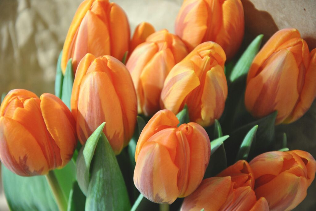caring-for-cut-tulips-so-they-last-longer