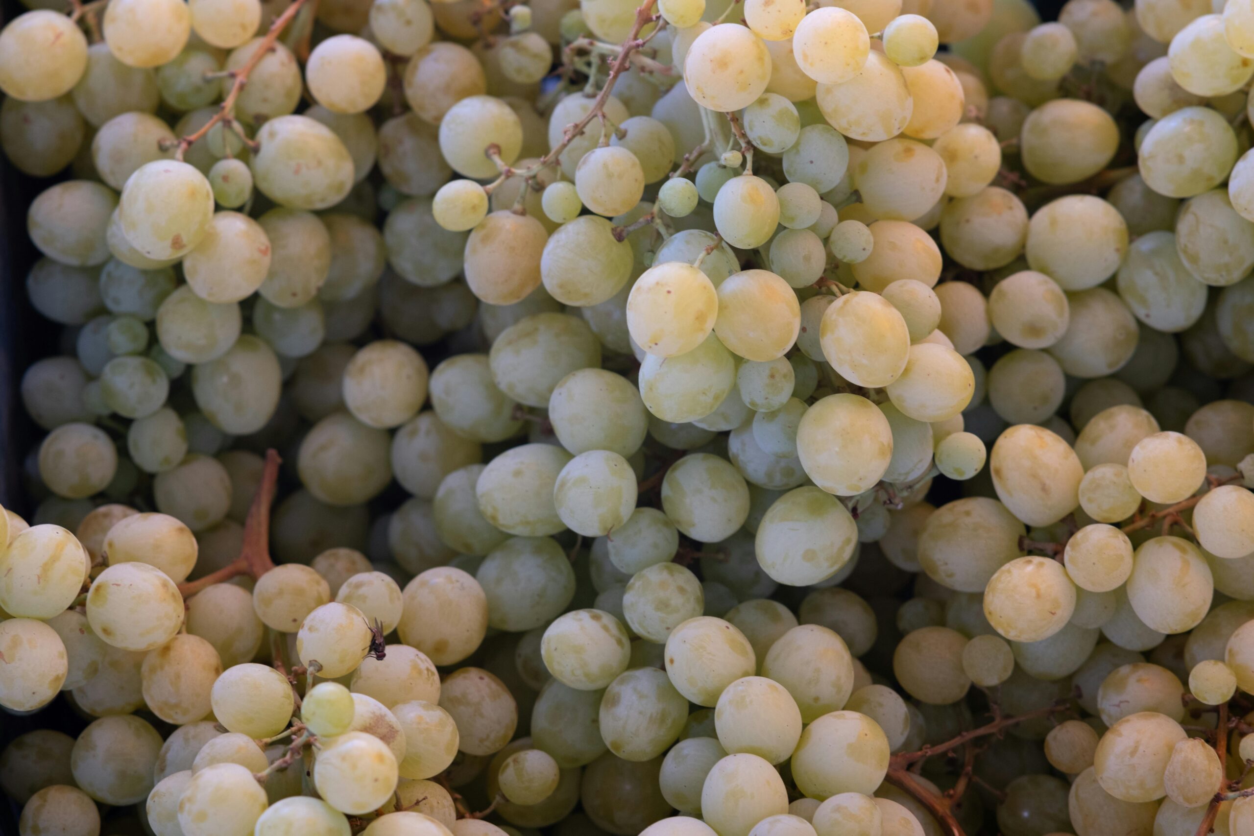 Close-up of ripe green grapes in İzmir market, perfect for illustrating fresh produce.