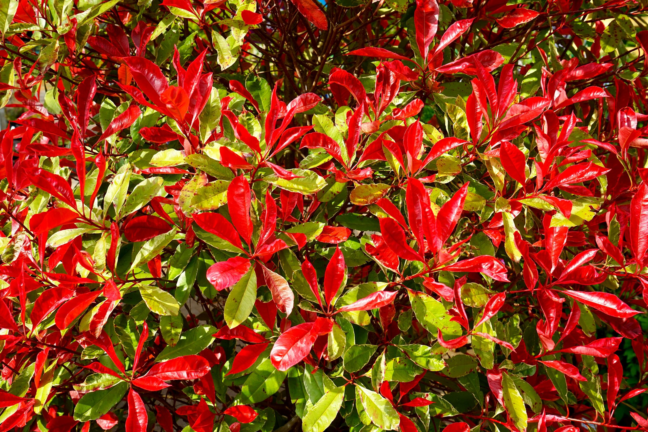 A vivid display of Photinia leaves with striking red and green colors in sunlight.