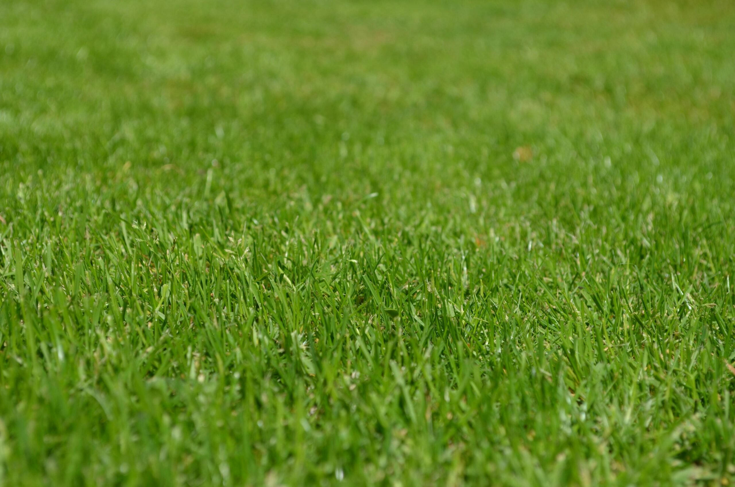 Close-up of a vibrant green grass lawn under clear daylight, ideal for backgrounds.