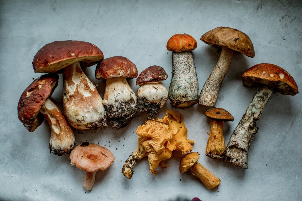 A top view of assorted wild mushrooms displayed on parchment paper.