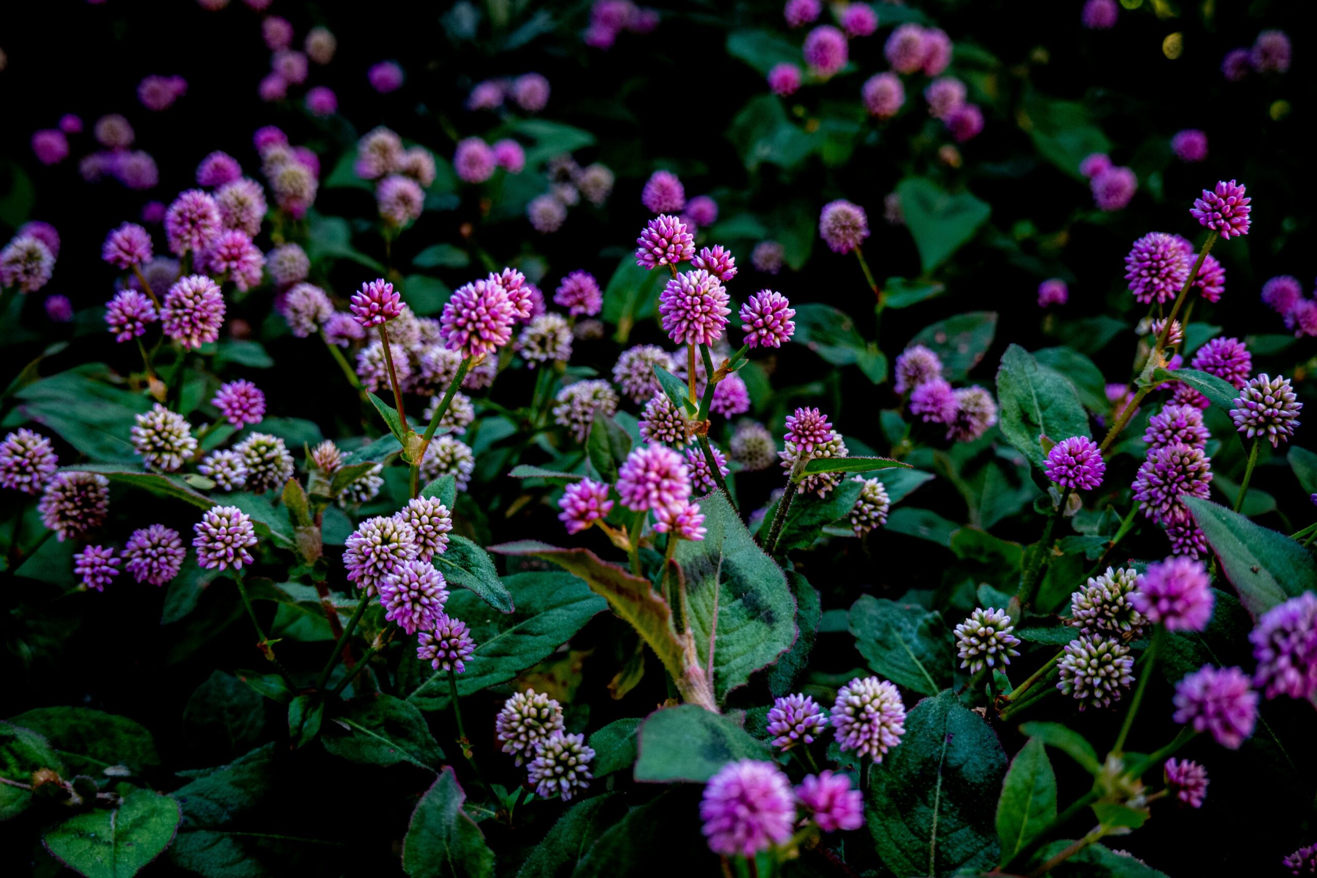 Beautiful pink knotweed flowers blooming in a lush garden setting.