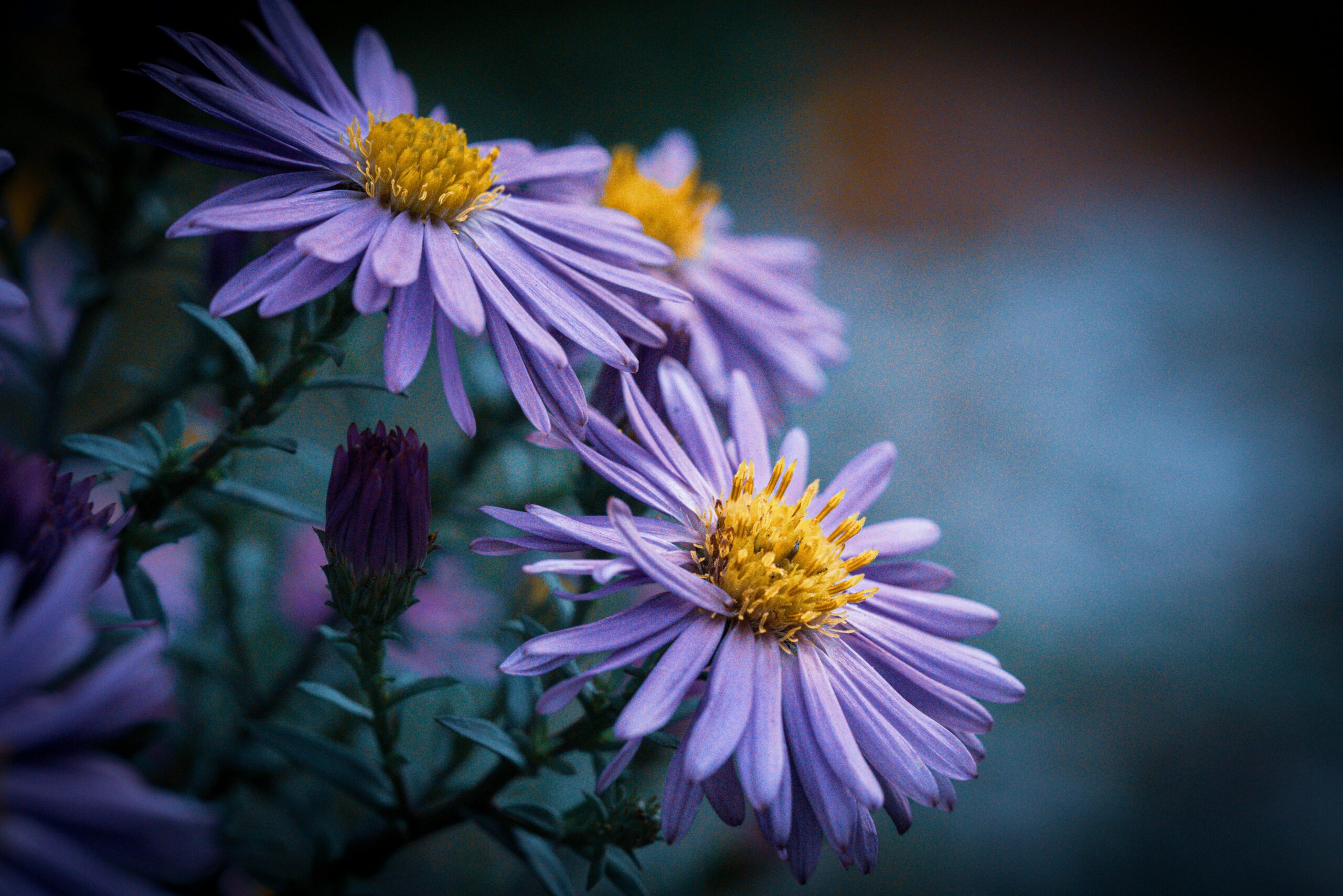Beautiful purple asters in full bloom, showcasing vivid colors in a lush setting. Perfect floral imagery.