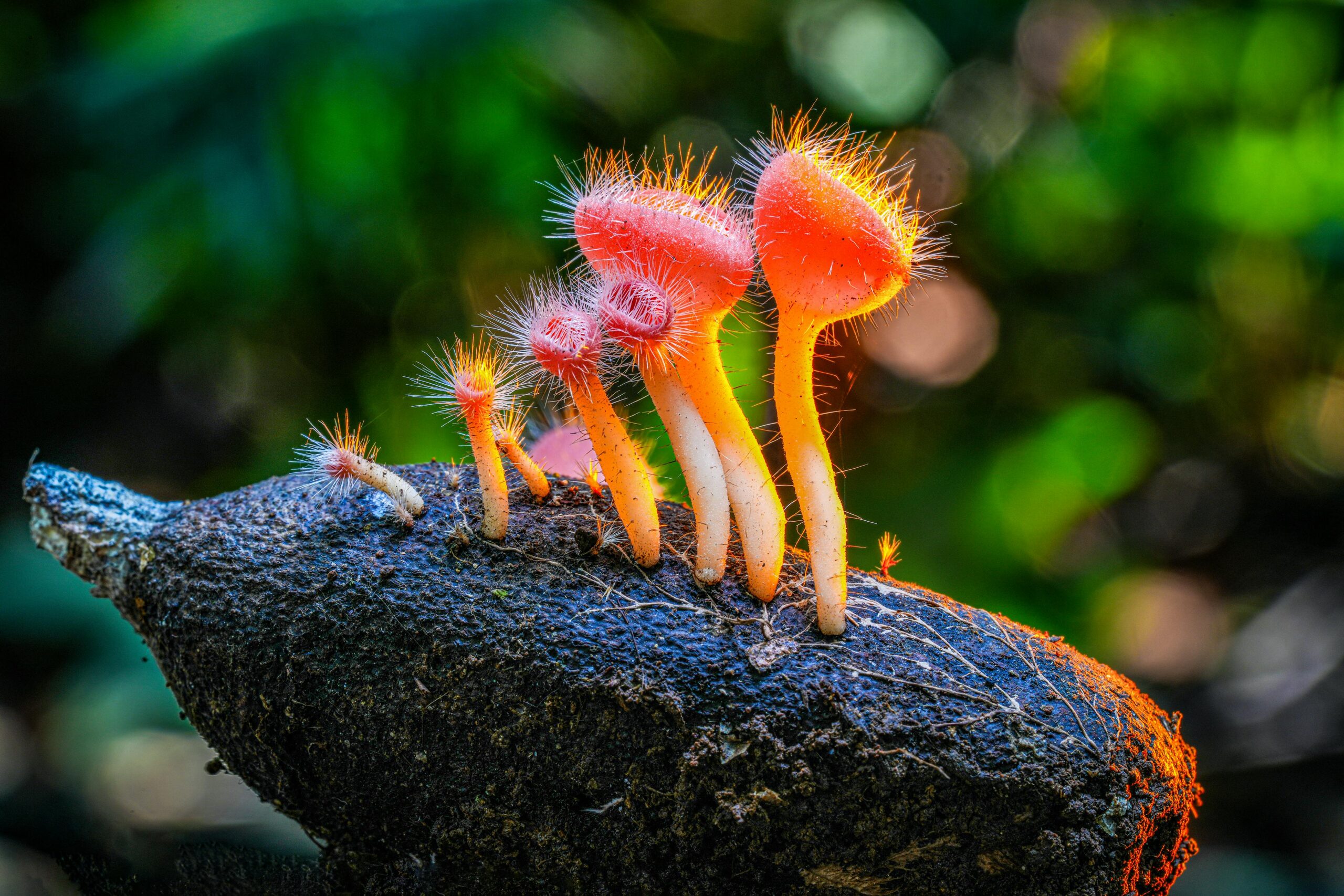 Cup Fungus