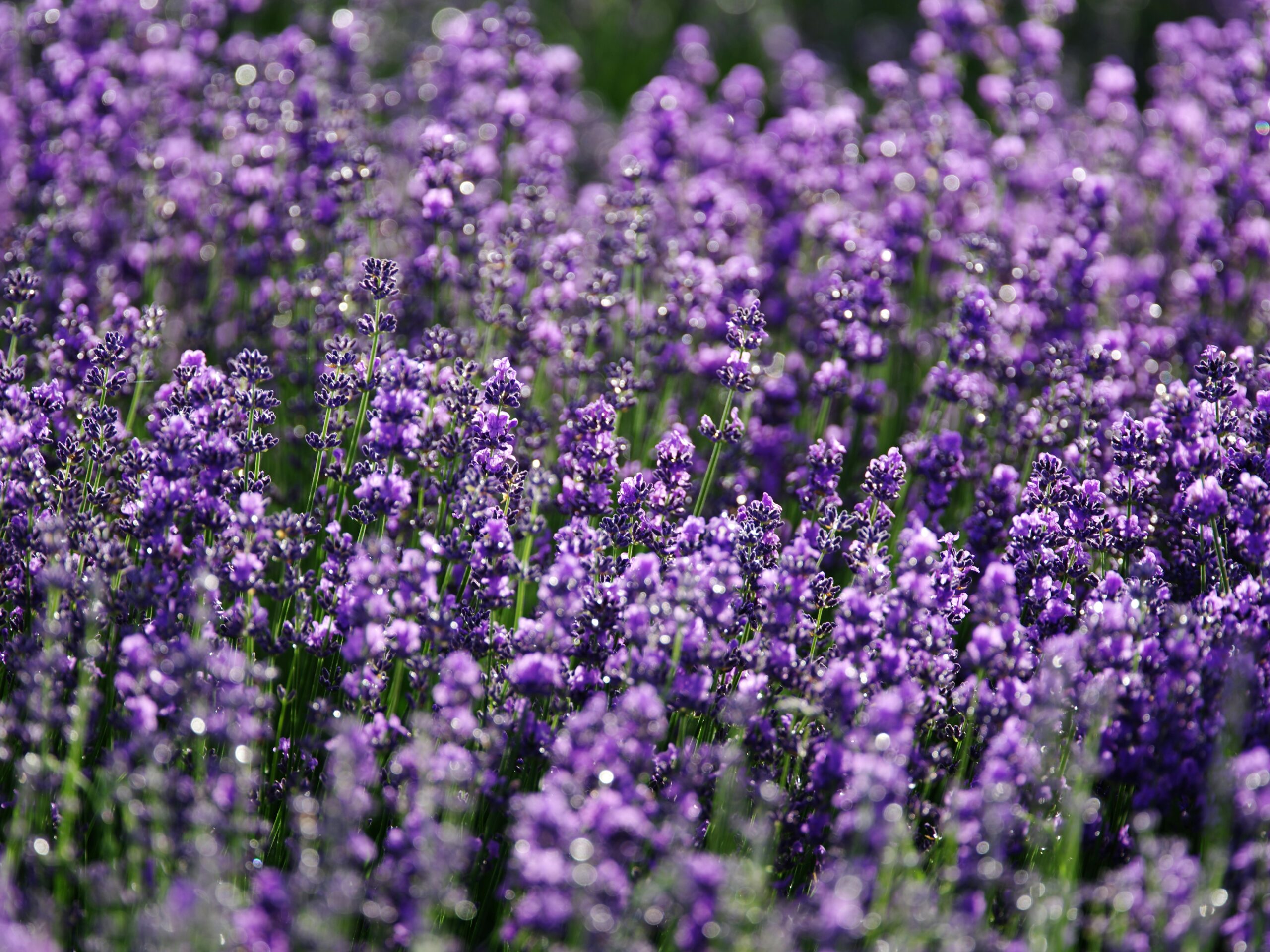 Grow Lavender in Michigan