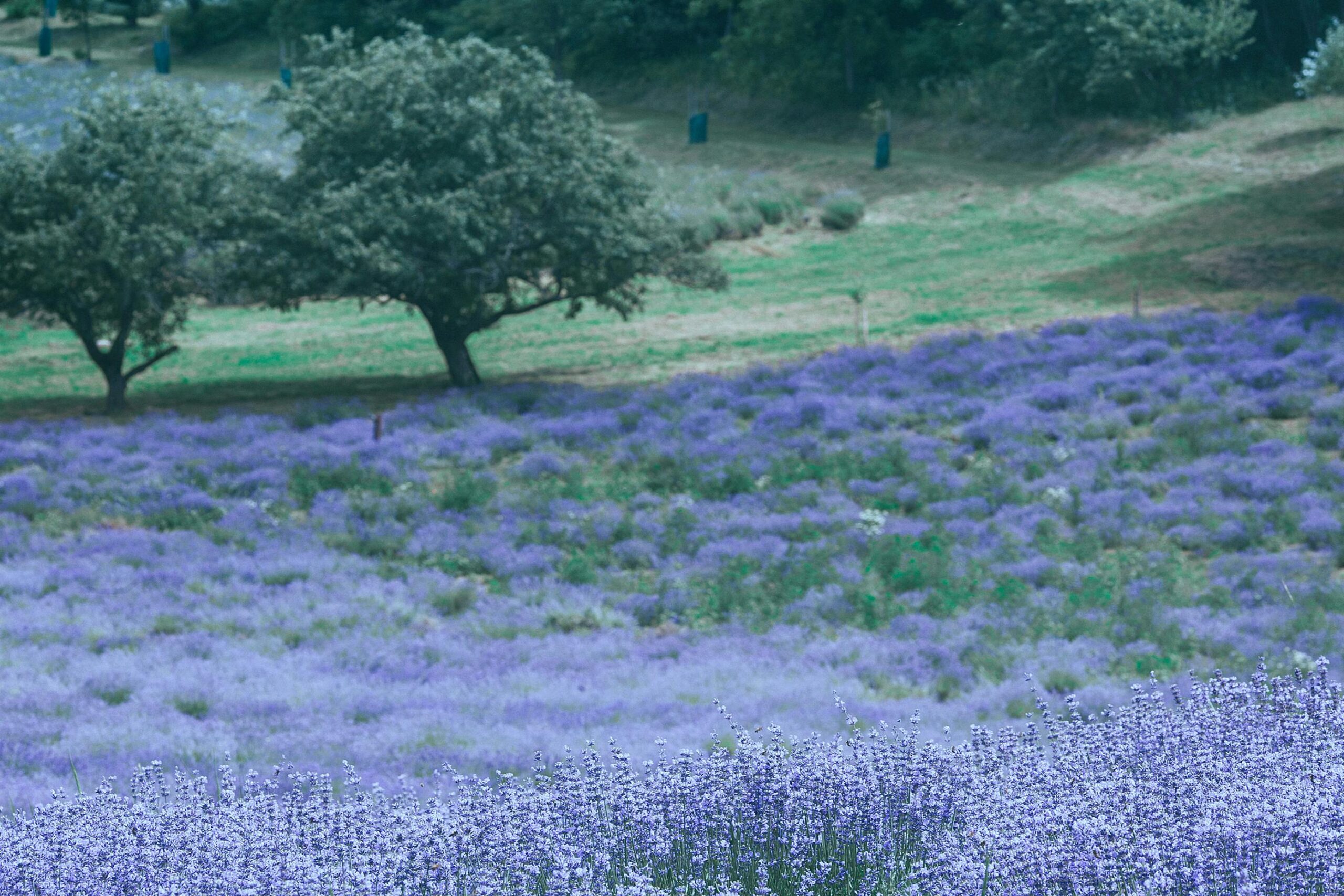 Lavender in Texas
