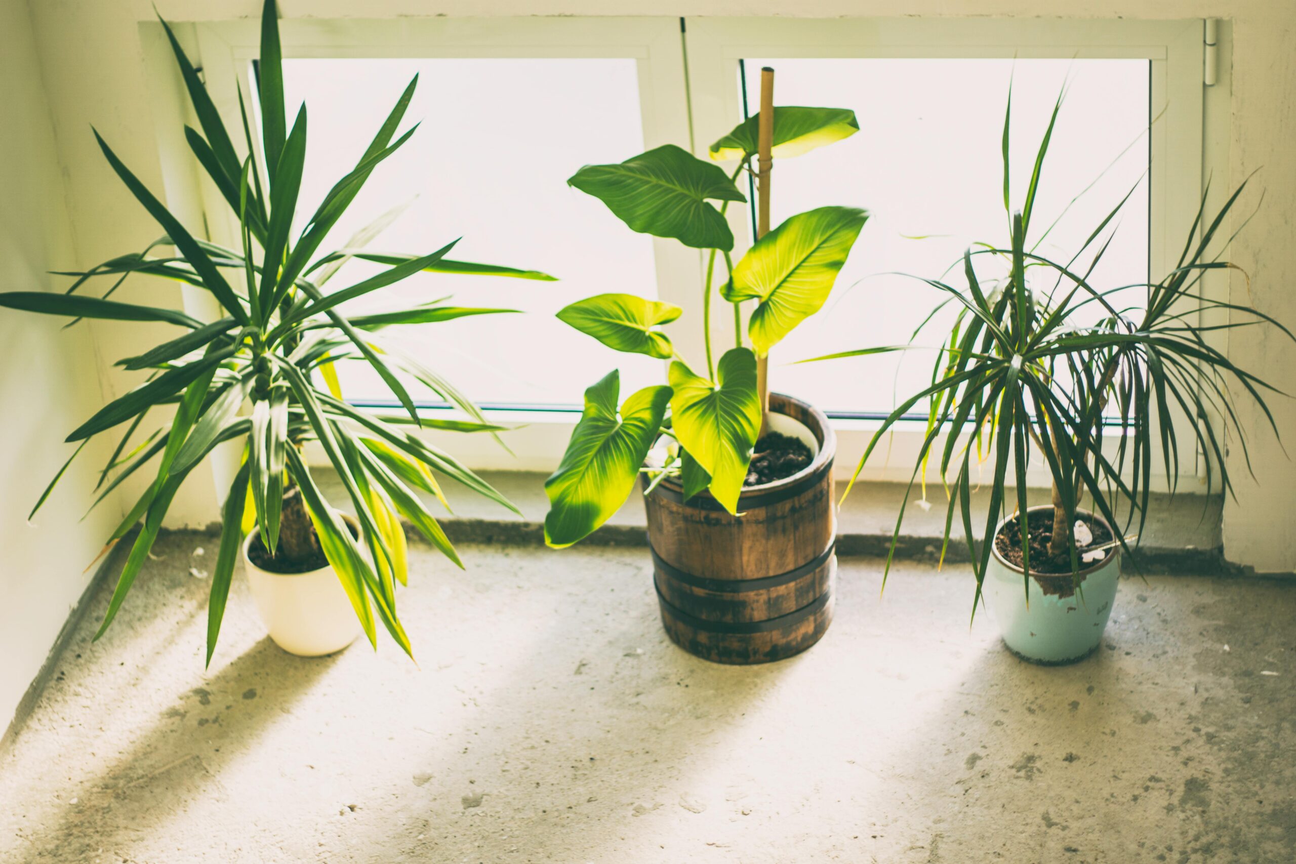 Plants That Fight Mold